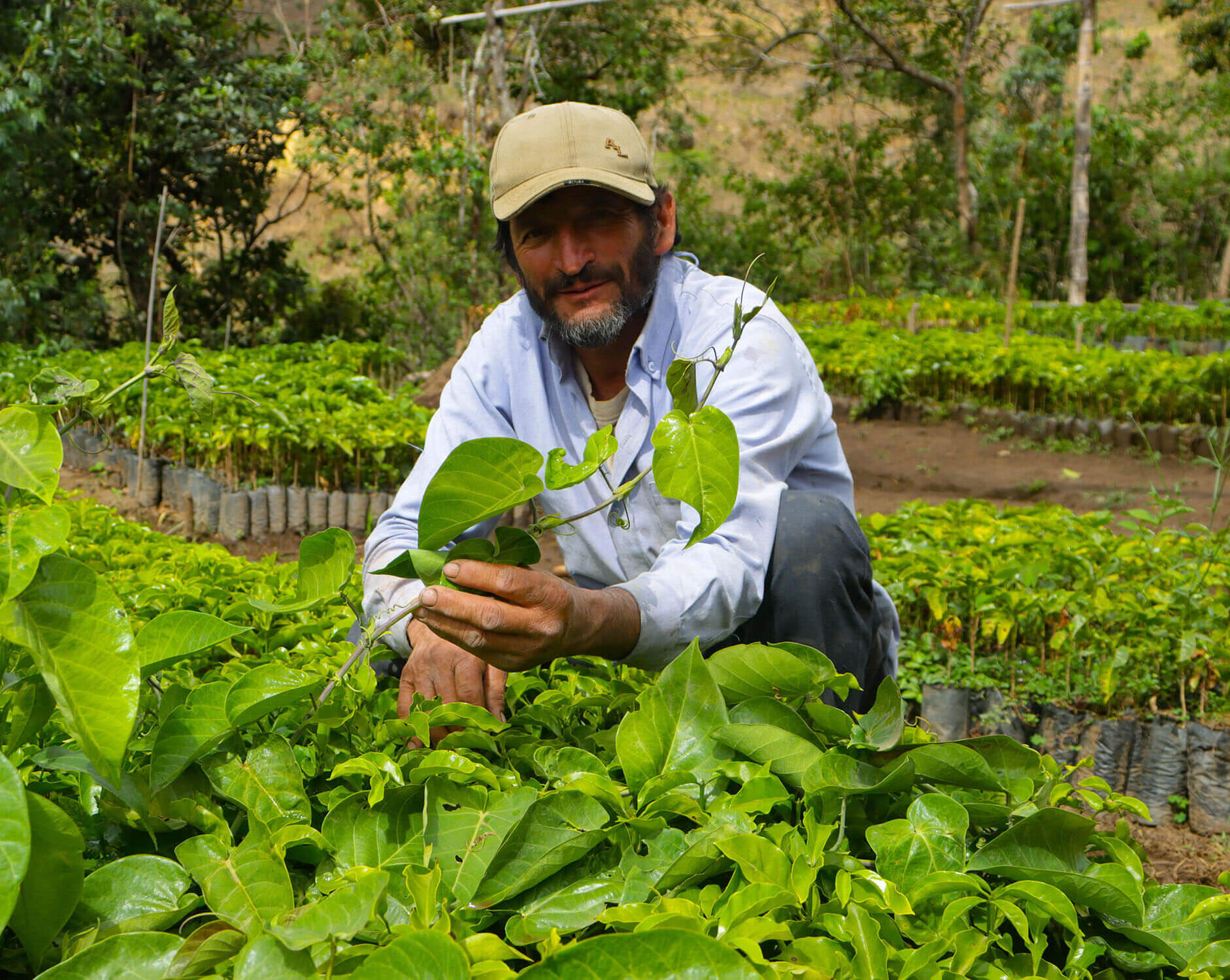 Proyecto café orgánico