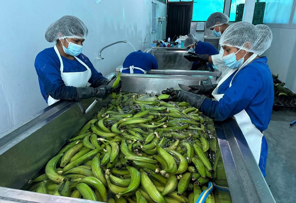 Planta de procesamiento de plátano en Soledad (Amazonas)