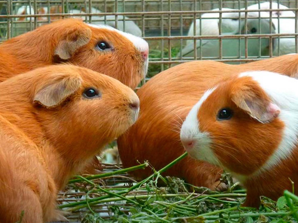 cuy_guinea_pig