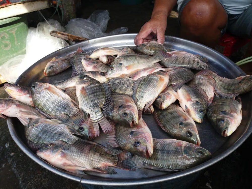 tilapia