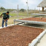 691 productores awajún consolidan cadena de valor de cacao y plátano en Amazonas