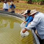 Piura: entrega de bienes acuícolas asegura refuerzo de producción de tilapia en Suyo