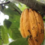 Evalúan positivamente impacto económico de los proyectos del plátano y cacao de Imaza y Nieva